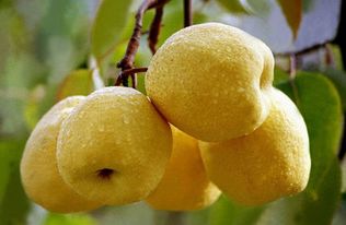 二、 寒露食梨的生理基础：兼具润肺止咳与滋阴清热的双重功效