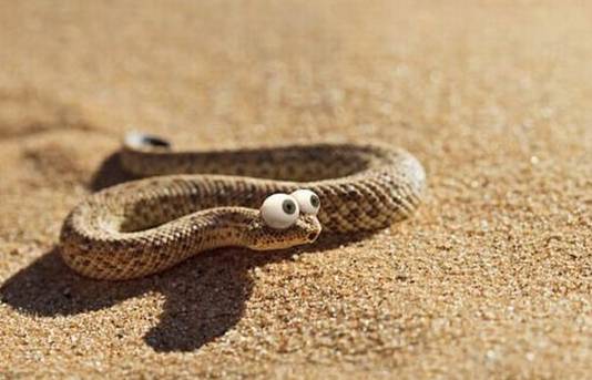 生肖蛇是哪年代出生的？蛇生肖图片有何寓意？