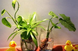 四、 光照条件与植物生长环境的耦合机制