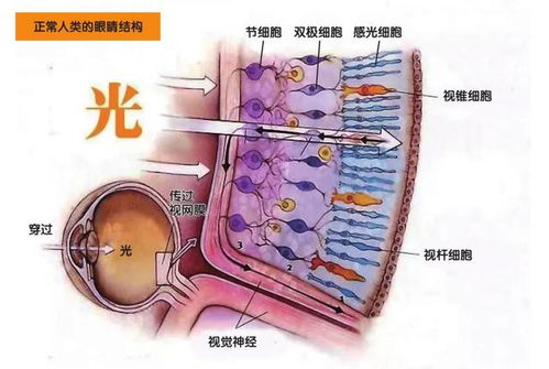 1. 身体器官的细致划分