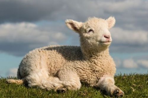 1991年属羊人2026年财运和运势具体如何？