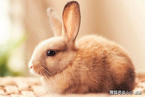 1. “阴气”过重的理论争议与反思