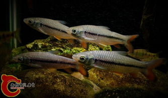 世界上最长的鱼，世界上名字最长的鱼是哪一种？