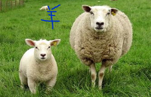 属羊女2026年婚姻状况和姻缘具体如何？