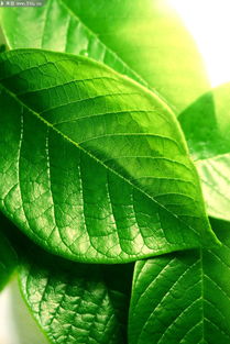 啊！梦到树叶子的那些破事儿