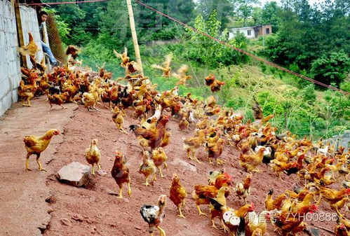 家里养鸡会对风水产生怎样的影响呢？