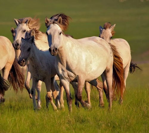 马的天敌是哪个生肖？梅花探码马向西打对应的是什么生肖？