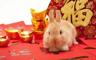 属兔今日运势详解具体包括哪些内容？