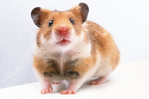 1997年属鼠的人是什么命，这个命理含义具体是什么？