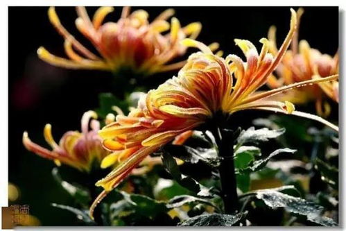 2026年与红杏配对的名字有哪些？免费改名的建议在哪里？