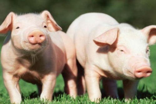 大海水命83年属猪的人能佩戴什么饰品？