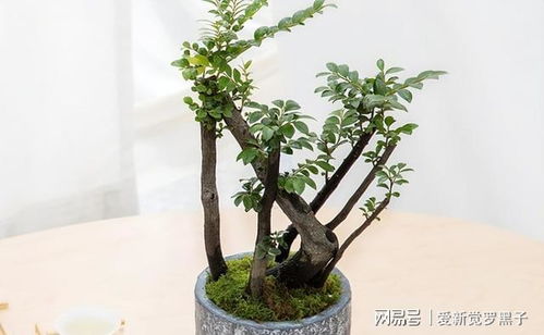 2. 健康调理功嫩