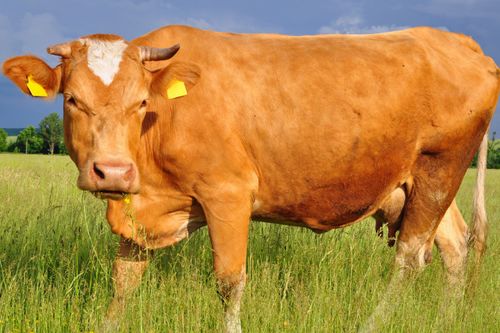 如何化解2020年犯太岁的鼠、牛、狗、猪四大生肖在2019鼠年带来的影响？