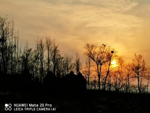 夕阳西下打一准确生肖是什么生肖？夕阳西下霞满天打一准确生肖又是什么生肖呢？