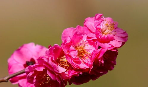 属鼠人2026年运势中，哪个手机尾号能旺桃花？桃花期具体预测是什么？