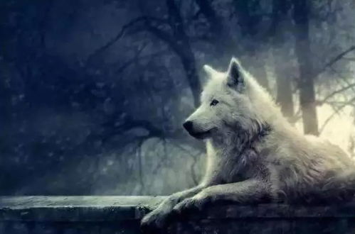 案例分析：长尾狼与狡兔的生死较量