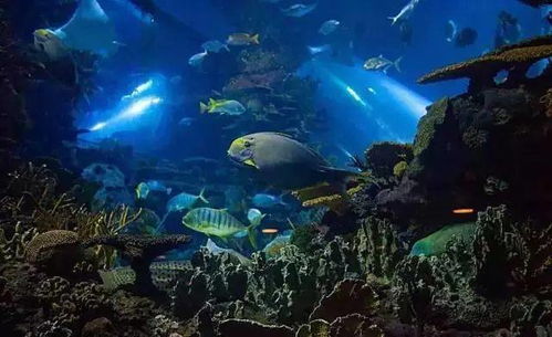 海洋馆与海滨度假区的蓝色磁场