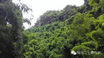 别跟我说“千篇一律”！这片竹林可是有故事的