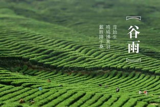 谷雨期间推荐的饮食原则