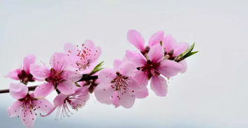 3.1 桃花配置与帅气配偶倾向之间的关联度