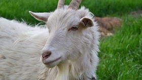 梦见山羊丢失预示着什么吉凶？