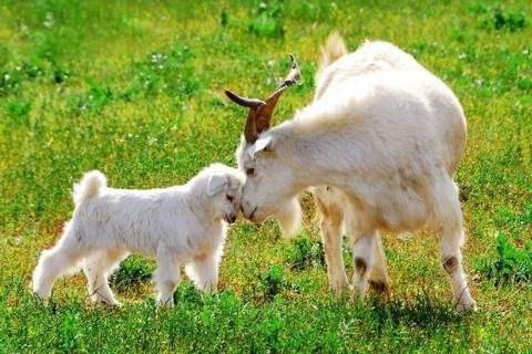 1991年属羊人的五行命是什么？