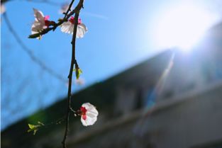 二、 烂桃花对正缘实现的负向机制