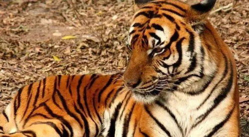 2026年6月份属虎开业吉日和吉时具体是哪一天和哪个时辰呢？