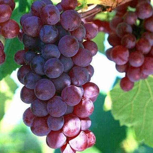 梦见自己吃葡萄有什么特殊含义或象征吗？