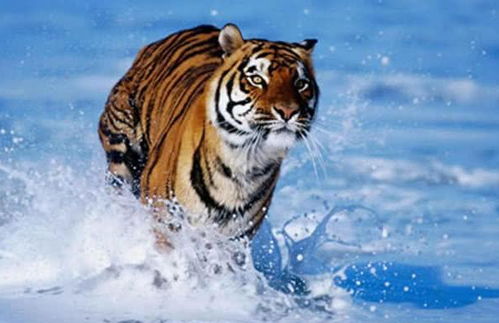 2026年属蛇人的三合手机号吉凶如何？2026年属蛇人的正缘情况如何分析？