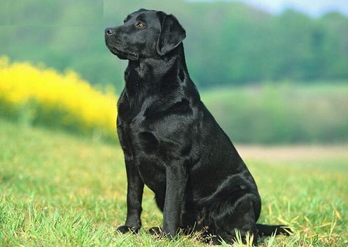 2.1 “宇宙系”系列（适合体型大、 气场强）