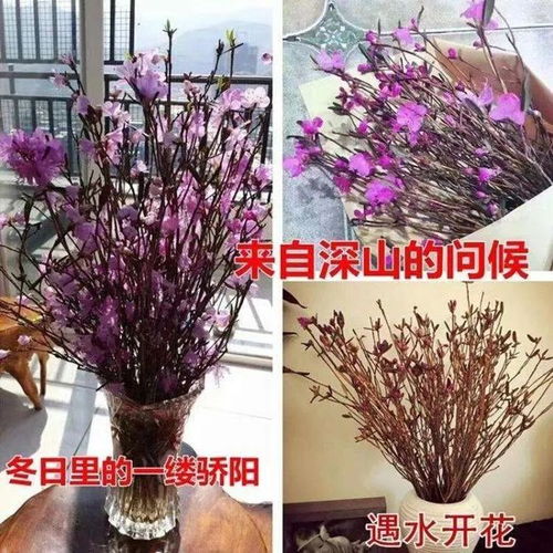 第一一部分：从古诗词里偷师——文化底蕴范儿满满的枯树崭新名字