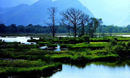 市场价格较高阳湿地宝库：不止免费，  还有惊喜