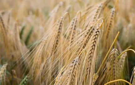 麦子梦的玄学解析：信不信由你！