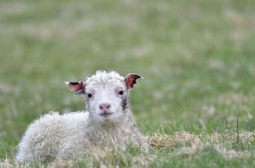 属羊的特性：温柔？还是闷骚？