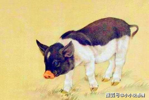 1971年属猪男士在2026年运势如何，那一年他们最旺的饰物是什么？