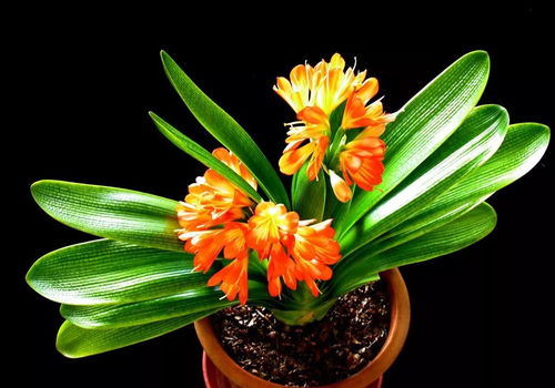 孕妇梦见君子兰的魔幻现实