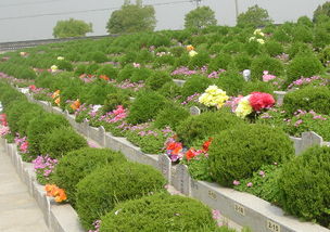 墓地风水满堂红是什么意思？