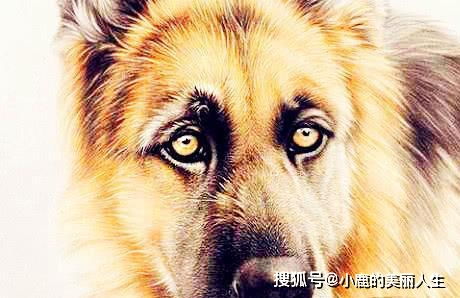 1. 属狗者：忠诚可靠之典型