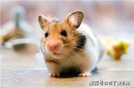 一、鼠类族群之精英代表——聪慧型领导者形象塑造机制探究
#top##mouse#top#