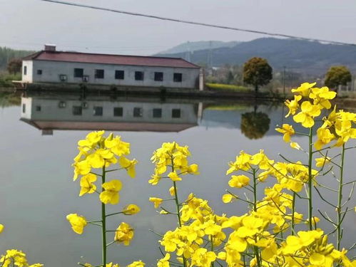 清明时节的文化内涵与串门习俗之辩