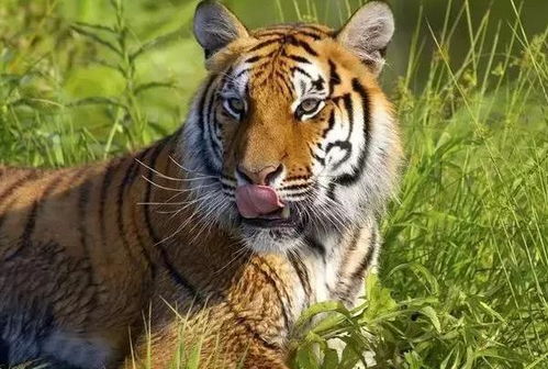 龙年福星与虎年福星分别对应哪个生肖，这背后的生肖福星含义有何不同？