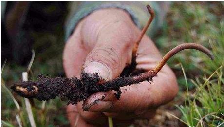 八字拱局是否预示寿命不长？八字中哪些特征代表长寿？