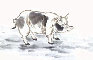 属鸡女与属猪男财运相冲，他们能和谐相处吗？