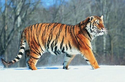 2026年2月本月属虎的黄道吉日适合哪些属相？