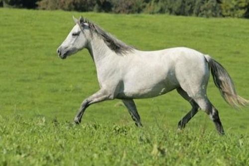 2026年属马的人需要注意哪位特定人物，开运指南有哪些建议？