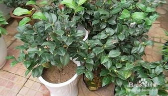 阳台种植茶花对风水有影响吗？