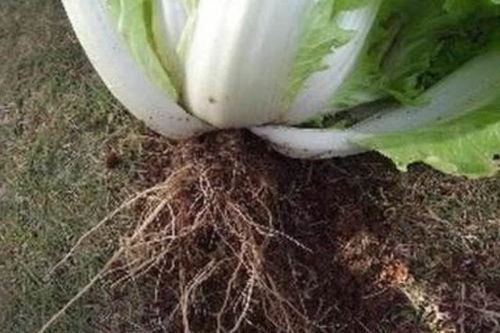 别人送来的白菜，我嫩不嫩开口要呢？