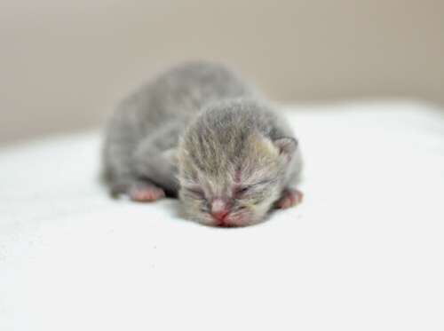 家里养母子两只猫，这样的风水布局好否？