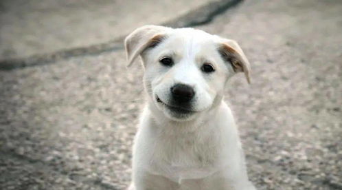 狗狗们的悲惨世界